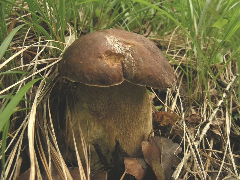 Boleti trentini, chi soffre d''invidia o siccit� non guardi